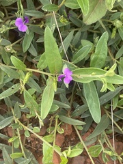 Polygala serpentaria