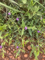 Polygala serpentaria