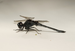 Diplacodes lefebvrii