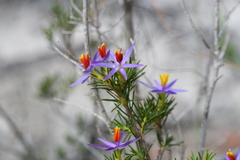 Calectasia