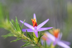 Calectasia