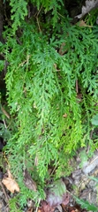 Selaginella labordei