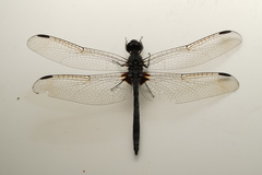 Diplacodes lefebvrii