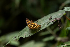 Herona marathus
