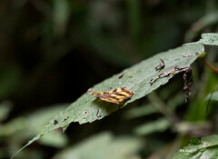 Herona marathus