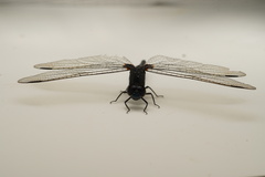 Diplacodes lefebvrii