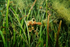 Botrylloides perspicuus