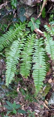 Polystichum acutidens