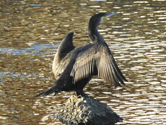 Phalacrocorax carbo