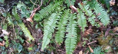 Polystichum acutidens