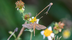 Hymenoptychis sordida