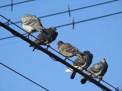Columba livia domestica