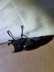 Xylotrupes australicus