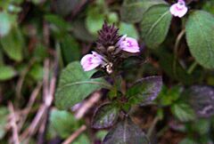 Rostellularia diffusa