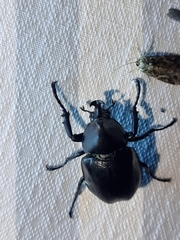 Xylotrupes australicus