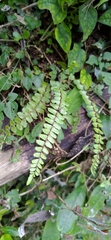 Asplenium tripteropus