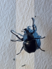 Xylotrupes australicus