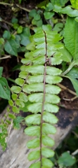 Asplenium tripteropus