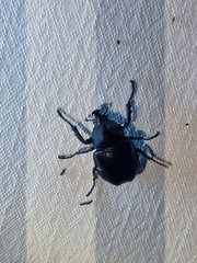 Xylotrupes australicus