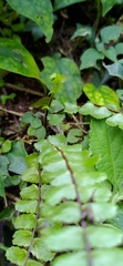 Asplenium tripteropus