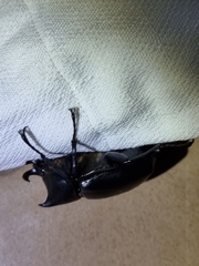 Xylotrupes australicus