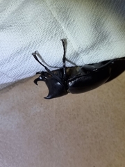 Xylotrupes australicus