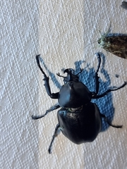 Xylotrupes australicus
