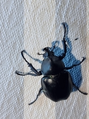 Xylotrupes australicus