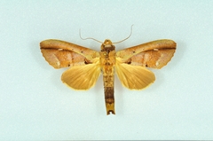 Bardaxima lucilinea