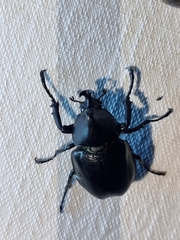 Xylotrupes australicus