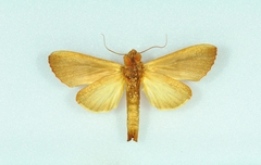Bardaxima lucilinea