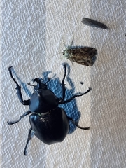 Xylotrupes australicus