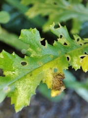 Coleosporium senecionis