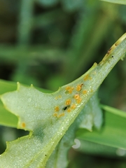 Coleosporium senecionis