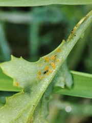 Coleosporium senecionis