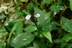 Rostellularia diffusa