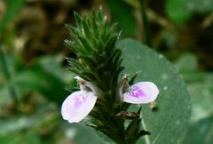 Rostellularia diffusa