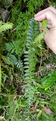 Polystichum deltodon