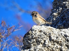 Prunella atrogularis