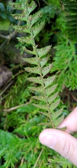 Polystichum deltodon