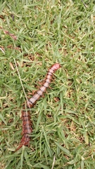 Cormocephalus
