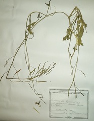 Brassica napus