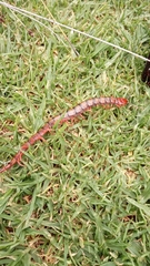 Cormocephalus