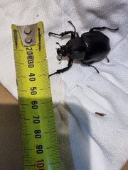 Xylotrupes australicus