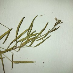 Brassica napus