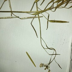 Brassica napus