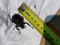 Xylotrupes australicus