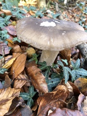 Clitocybe nebularis