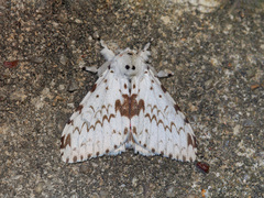 Lymantria brunneiplaga