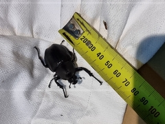 Xylotrupes australicus